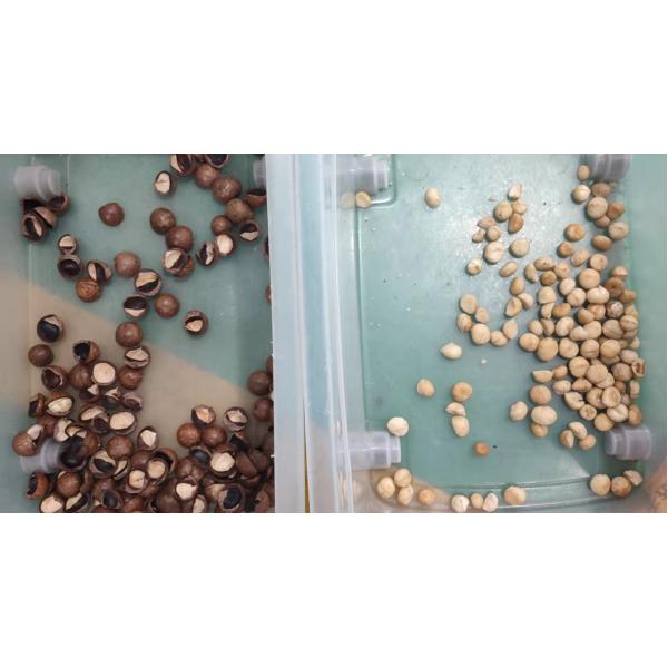 Macadamia Seeds Nuts Color Sorter Ccd Optical For Shell Kernel Separation