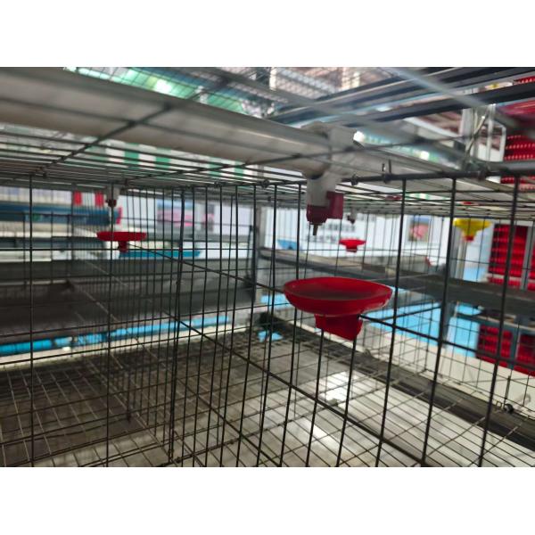 High Resource Utilization Layer Chicken Cage System Efficient Feed and Water Distribution