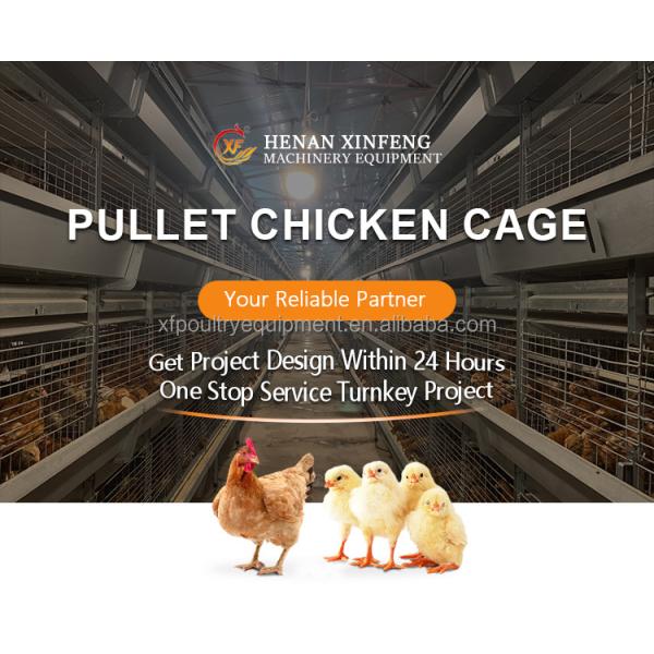 Automatic Battery Day Old Chicks Poultry Equipment Automated Pullet Brooding Cages for Layers