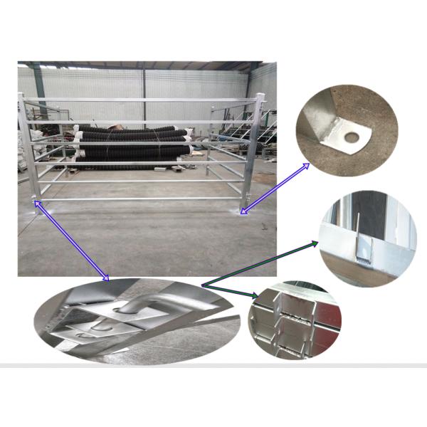 Cattle Panels 50mm * 50mm RHS * 1.6mm thickness
