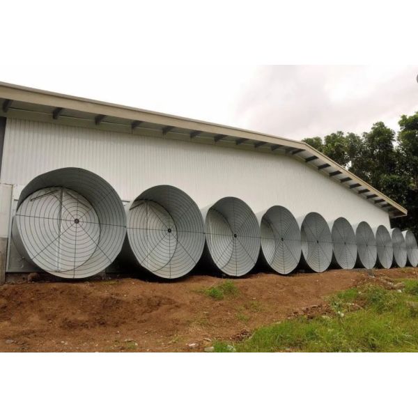 Hot-dip Galvanized Automatic Broiler Chicken Cage System with Adjustable Vents and Corrosion Resistant Design