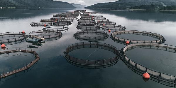 RS485 output Dissolved Oxygen Sensor Water Quality Sensor IP68 Optical fluoresce do probe For Shrimp Farm