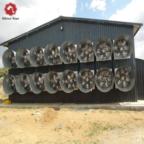 Automatic Egg Collection Hot-Dip Galvanized Battery Chicken Cage with Computerized Control System for Poultry Farming