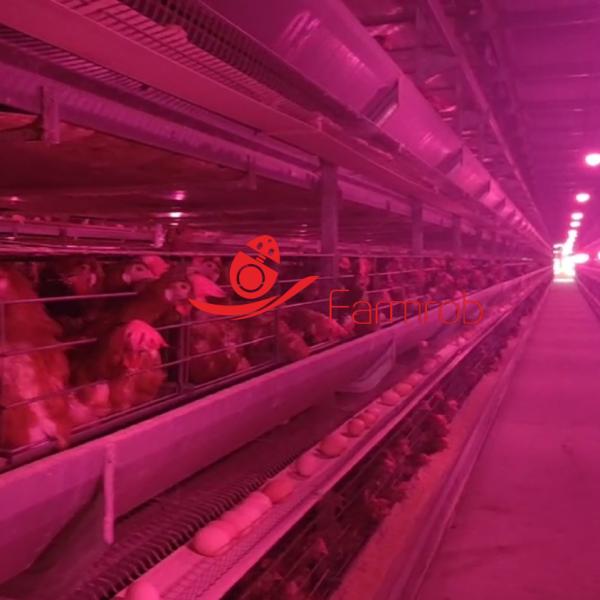 Farmrob Industrial 6-Tier Layer Chicken Cage System