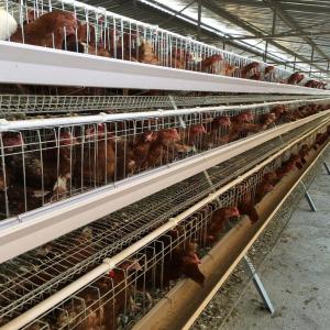 China Q235 Bridge Steel A Frame Layer Chicken Cage For Chicken Farm on sale