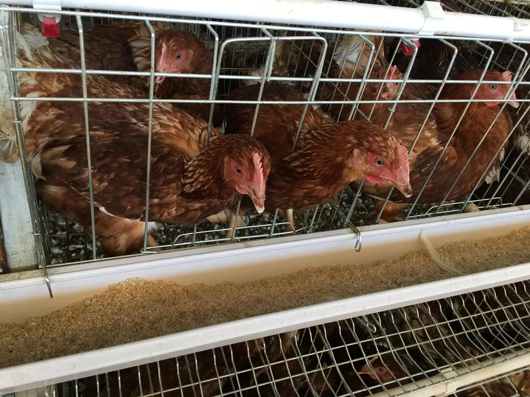 Custom Multi Tier A Type Layer Cage Strong Structural Poultry Living Egg Layer Cages