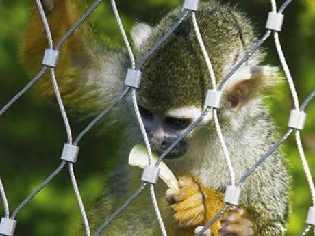 Stainless Steel Wire Rope Mesh for monkey