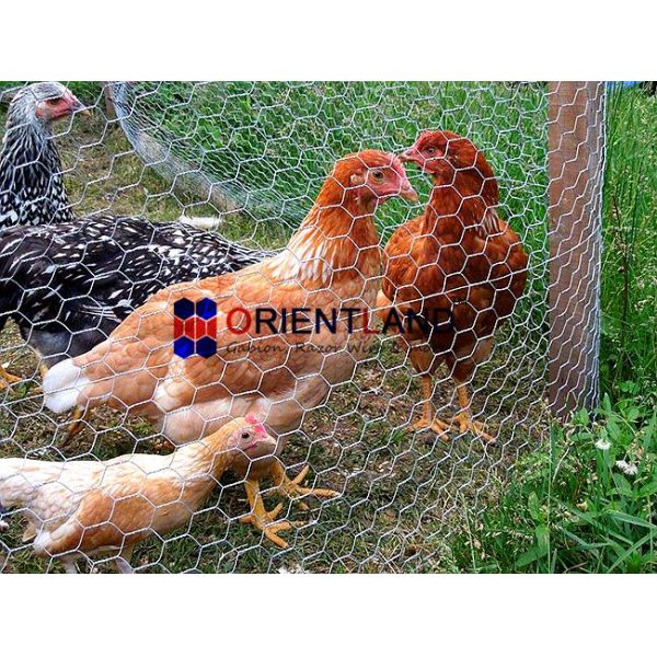 3/4" Chicken Wire Cloth , Hot Dipped Galvanized Poultry Netting Strong Structure