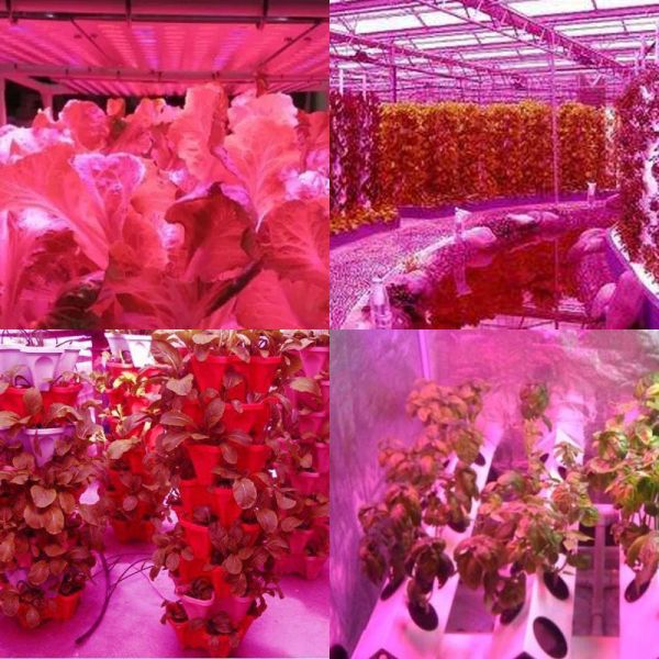 Energy Efficient Full Spectrum LED Grow Lights 16W 5 Mode Timing Remote Control