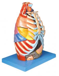 Realistic Thoracic cavity Human Anatomy Model with base training tool