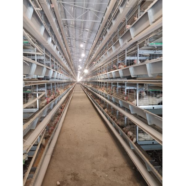 Layer Chicken Cages With Hot-dip Galvanization And Stacking Increase Feeding Density And Productivity.