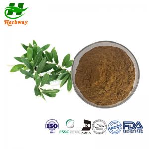 China Natural Olive Leaf Extract With Oleuropein 40% Hydroxytyrosol Olea Europaea Extract on sale
