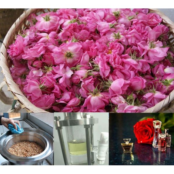 High Safety Level Essential Oil Extraction Equipment for Rosemary Thyme Clove Rose Lavender Orange Peppermint and Australian Tea Tree