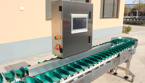 Stainless Steel Grading Size Automatic Chicken Weight Sorting Machine for Sorting