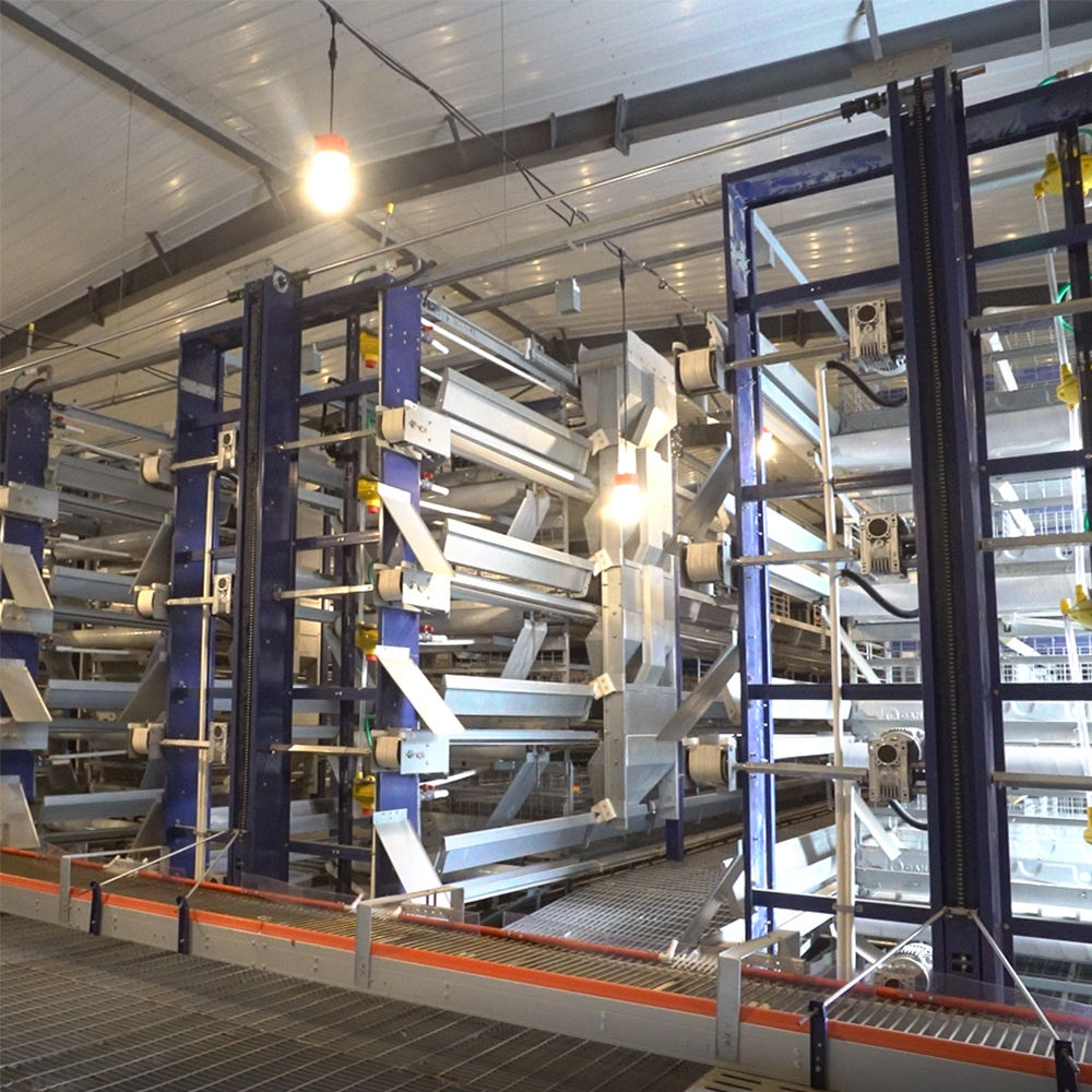 Full Automatic H Type Broiler Cage System with Hot-Dip Galvanized Steel for High-Density Poultry Farming