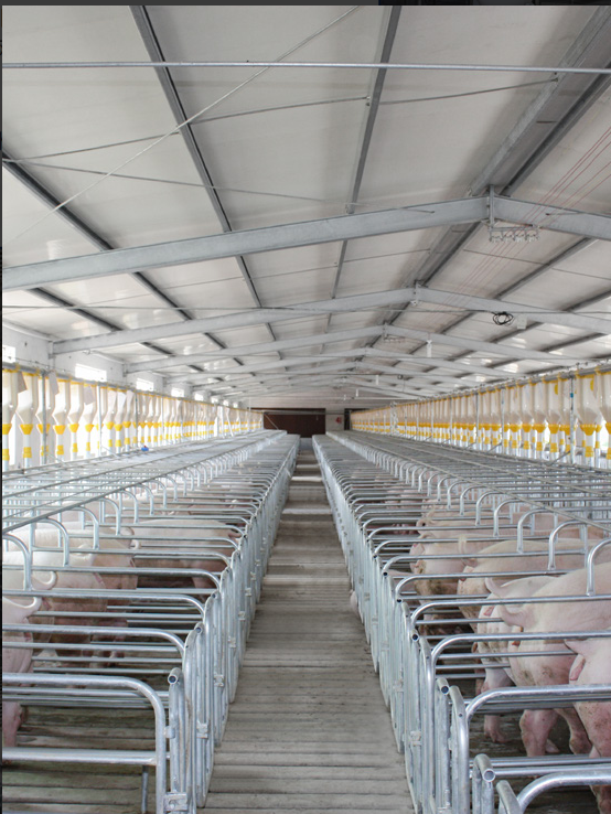 Physiological Parameter Based Design Pig Breeding Equipment RFID Intelligent Sow Management Cable Tray