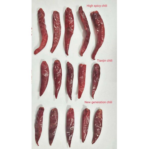 High Spicy Stemless Dried Red Chilli Peppers Halal Approved
