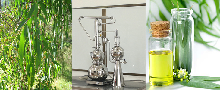 10L Plants Essential Oil Distillation Equipment for Home 24 Hours Working Time Plants Distillation