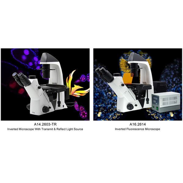 Trinocular Transmit Light Inverted Optical Microscope WF10x/22mm Eyepiece