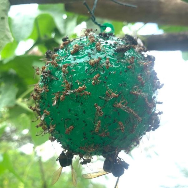 Fly Making Insect Control Rat Glue Trap Making Machine 380v50hz