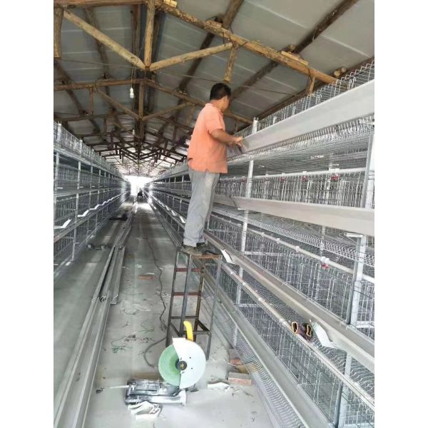 Automatic Layer Chicken Cage System with Hot-Dip Galvanized Steel Multi-Tier Manure Removal and Automated Feeding