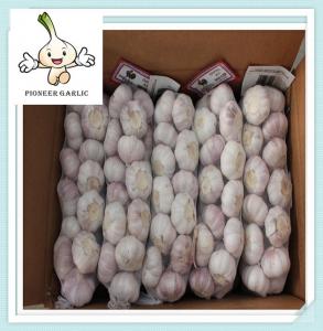 Quality Fresh natural pure white garlic Normal white garlic/shandong jinxiang Garlic for sale