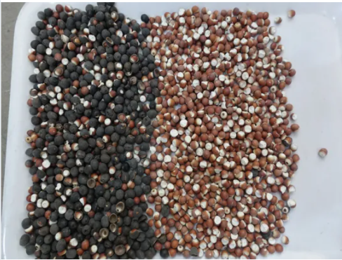 High Precision Coriander Seed Sorting Machine 200kg/h Throughput
