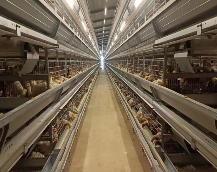 Hot-dip Galvanized Small Tier Layer Cages Easy Manure Removal Customized service