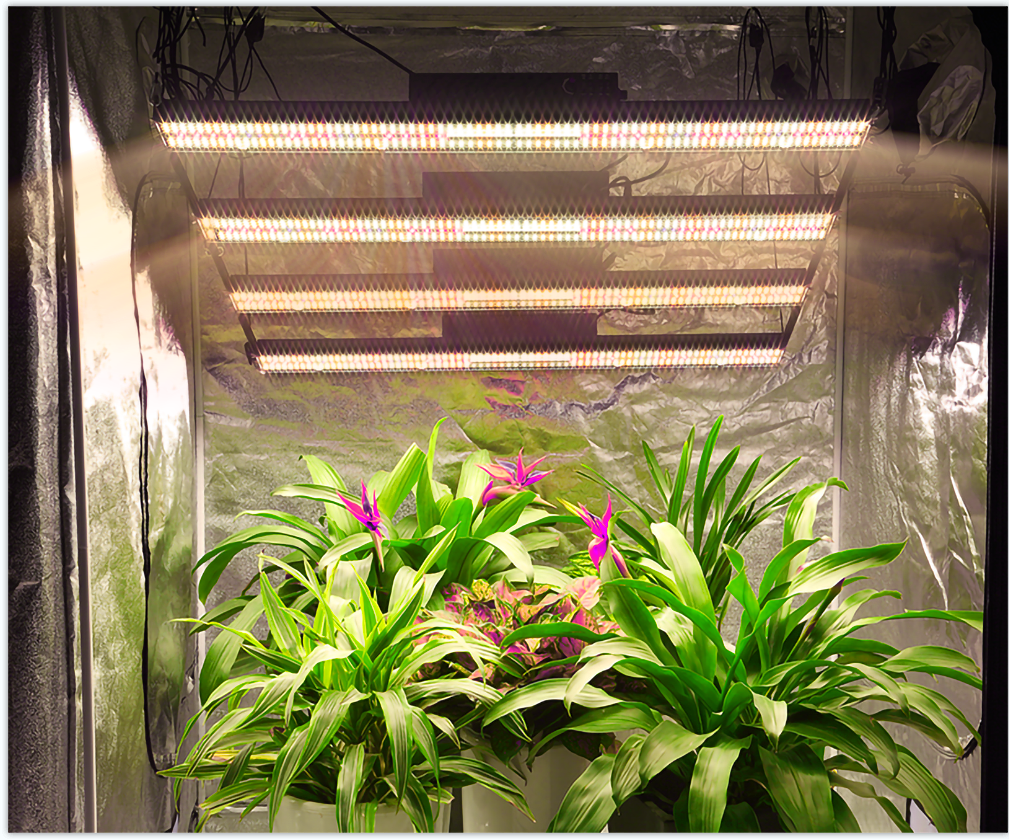 Oslon Ssl 800W Hydroponic Led Grow Lights SAA UV Dimmable