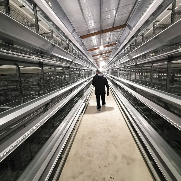 Efficient Poultry Farming: Hot Galvanized High-Density Egg Layer Chicken Cage
