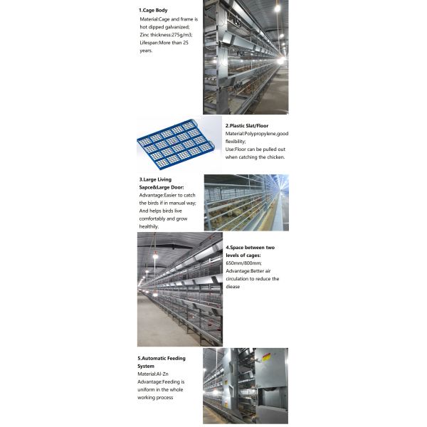 Automatic Egg Collection Hot-Dip Galvanized Battery Chicken Cage with Computerized Control System for Poultry Farming