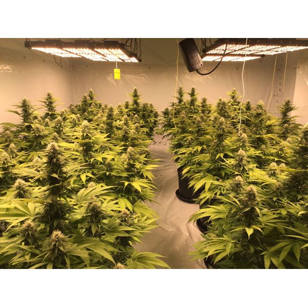 IP20 High PPFD LM301H Quantum Board Deep Red 720W Led Grow light