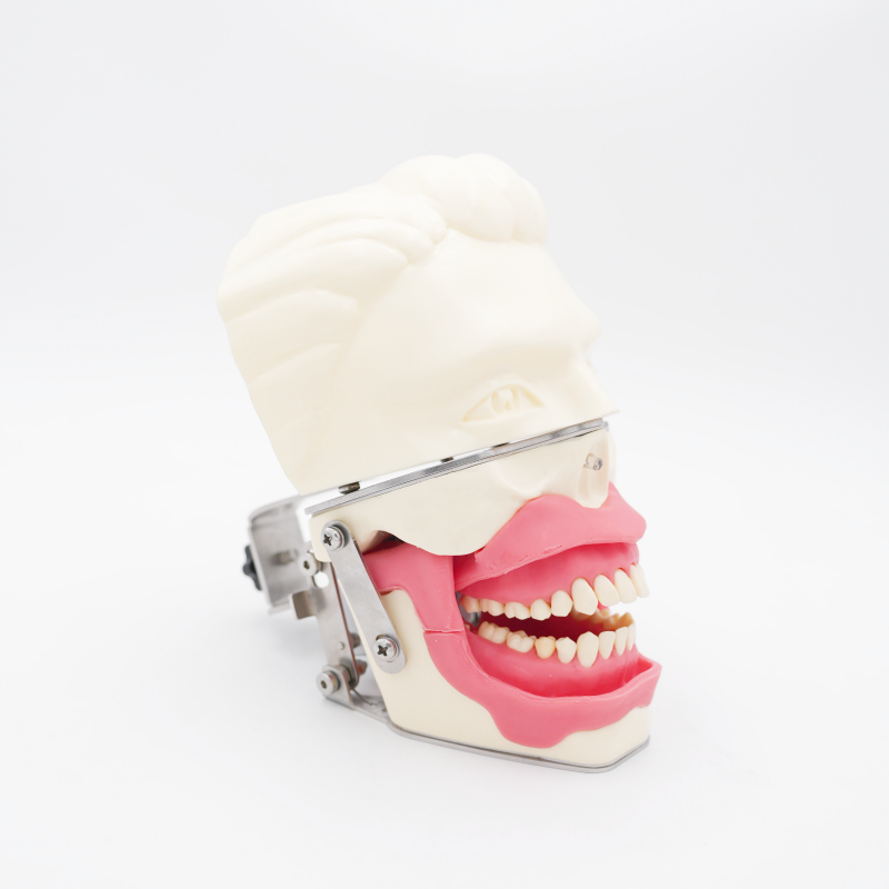 Oral Anesthesia Training Model Realistic Gum Jaw Simulation for Injection Practice Dental Conduction Anesthesia Model