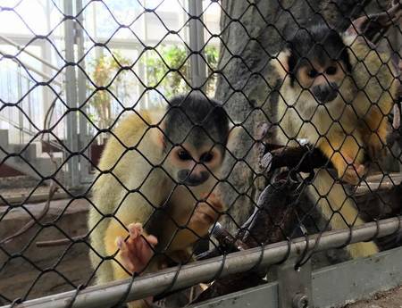 Stainless Steel Wire Rope Mesh for monkey