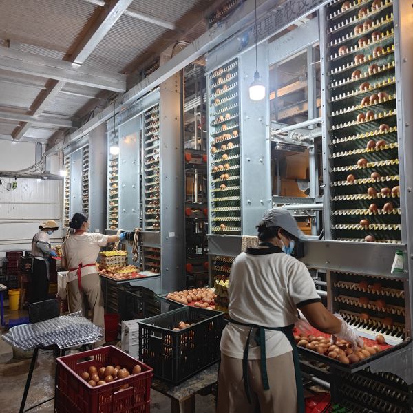 Battery Chicken Cages Fully Automatic Environmental Controlled System Suitable for Poultry Farming
