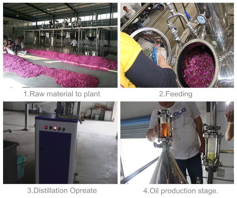 Small Scale Lavender Essential Oil Distillation Unit Powered by Tea Seed Oil Technology for Extraction and Distillation