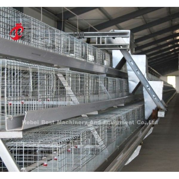 Stable A Or H Type Meat Broiler Cage System Fully Automatic Chicken Cage Doris Shi