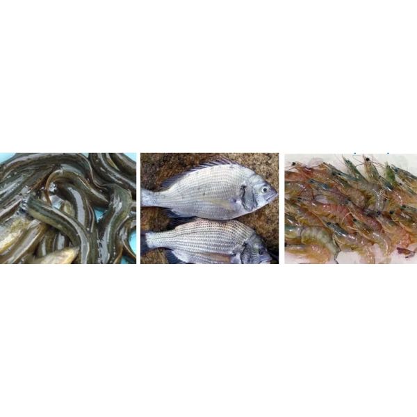 High Productivity Small Animal Floating Fish Feed Pellet Making Extruder Machine Floating Fish Feed Extruder process for Retail Industries